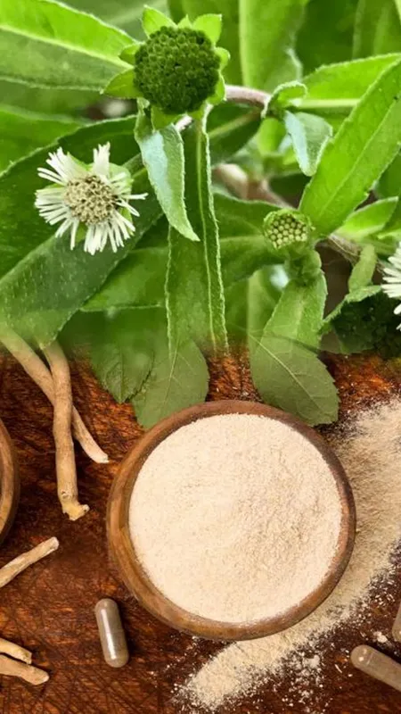 Ayurveda: जड़ी-बूटियां जो तनाव और चिंता में आपकी मदद करती हैं