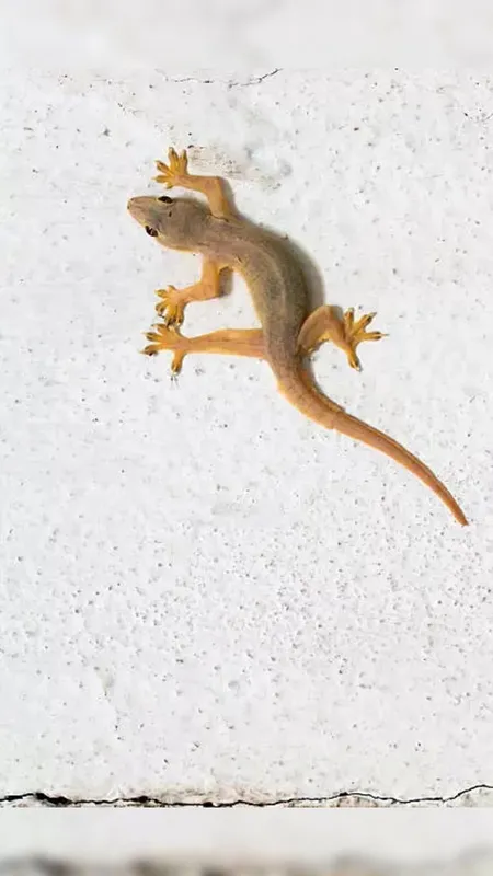 क्या छिपकलियां सचमुच होती हैं जहरीली?