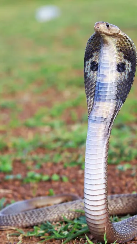 इन सांपों के काटने के बाद डॉक्टर भी खड़े कर देते हैं हाथ