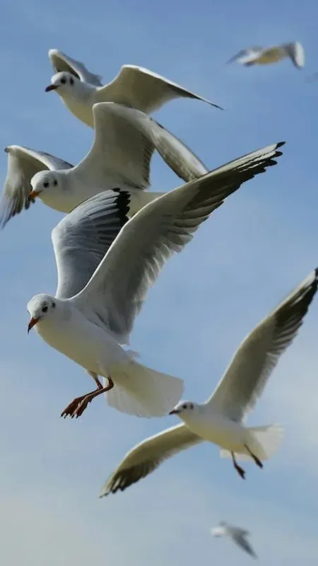 आखिर क्यों मनाया जाता है  National Bird Day,  जानें क्या है इतिहास