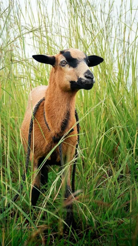 बकरे की बलि देते समय क्यों देखते हैं दांत?