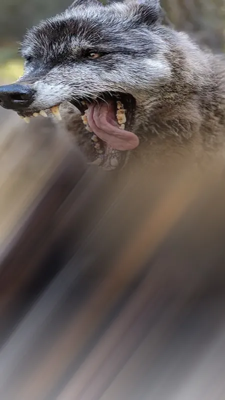 दुनिया के 10 सबसे खतरनाक कुत्ते, शेर से भी लड़ने से नहीं हटते पीछे