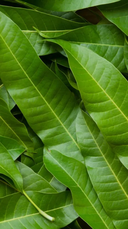 आम के पत्ते चबाने से सेहत को मिलते हैं 5 फायदे!