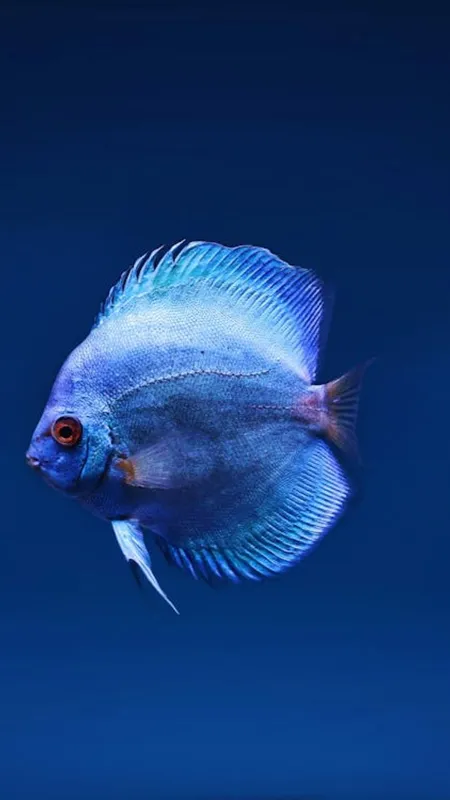 क्या मछलियां पानी के अंदर सोती हैं, जवाब कर देगा हैरान