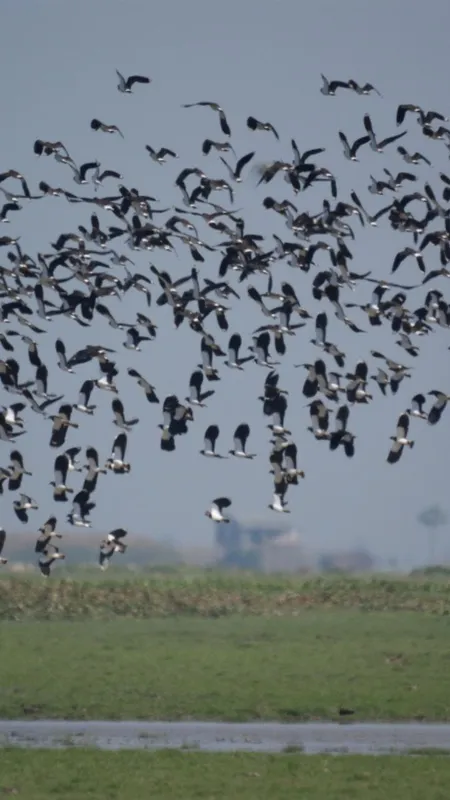 घर में इन 5 पक्षियों के आने से मिलते हैं शुभ संकेत, पूरे होंगे सभी काम