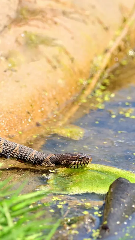 सांप भी करते हैं स्नान, जानिए इसके पीछे की बड़ी वजह!