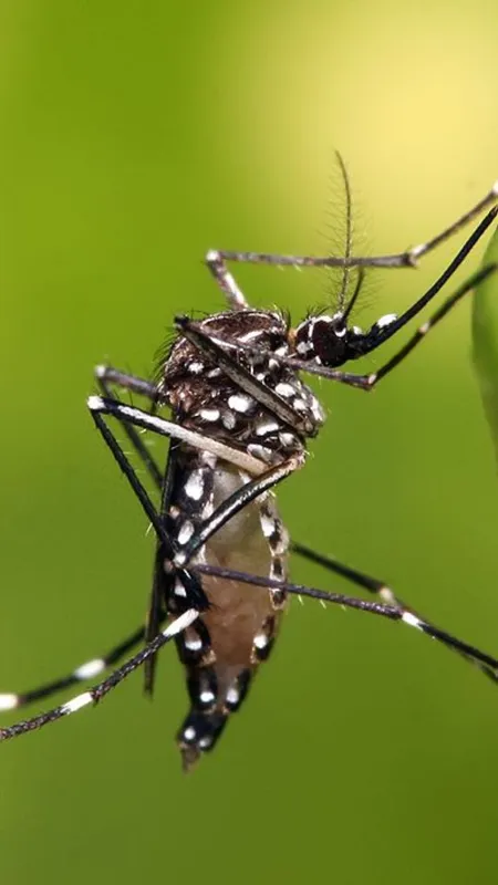 मच्छर से हो गए परेशान...तो अपनाए ये नुस्खे!