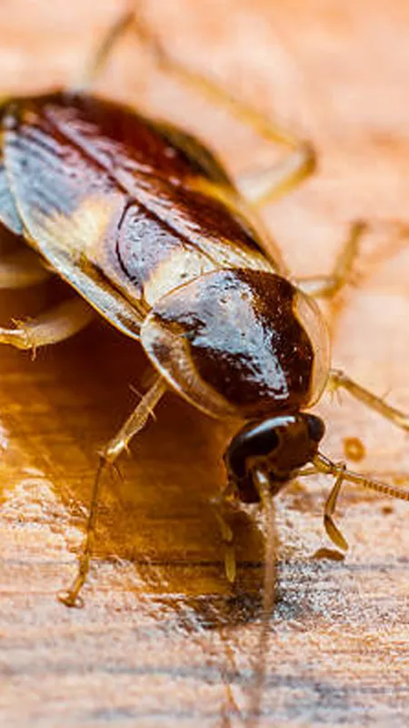 Cockroach घर में मचा रहे हैं तबाही,ये घरेलू नुस्खे दिलाएंगे इनसे आजादी