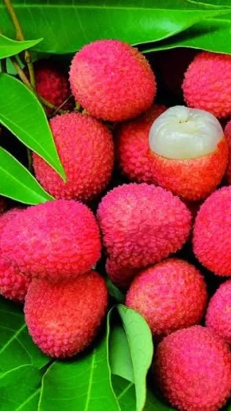 लीची खरीदते समय इन बातों का रखें खास ख्याल!