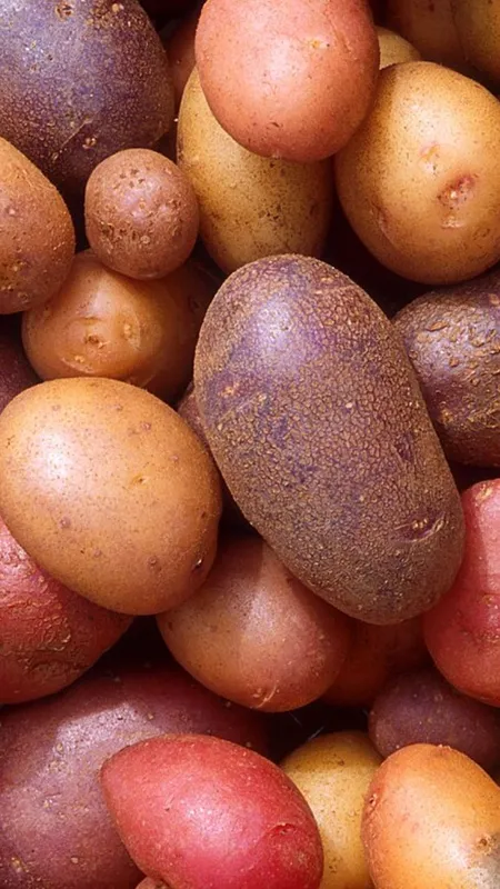 Potato Side Effects: ज्यादा आलू खाने के नुकसान!