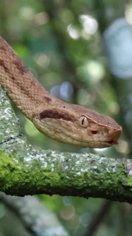10 Terrifying Reasons Why This Snake Island Is Off-Limits to Humans