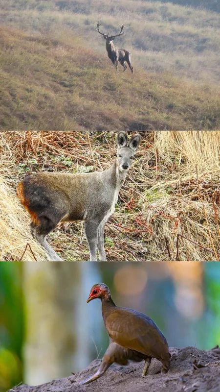 World Environment Day: 8 India’s Native Species Face Silent Extinction