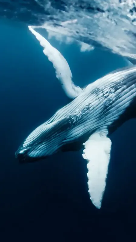 10 Interesting Facts About Blue Whale You Probably Did Not Know