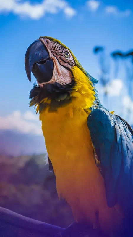 Top 10 Most Colorful & Beautiful Birds in the World