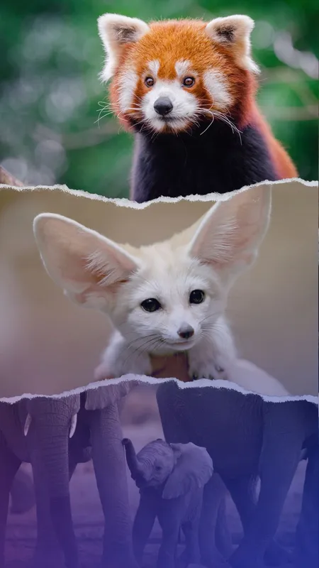 Top 10 cutest animals in the world
