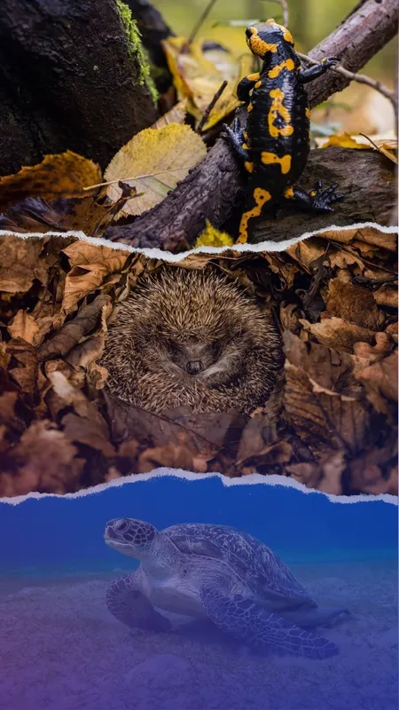10 animals that can survive months without food