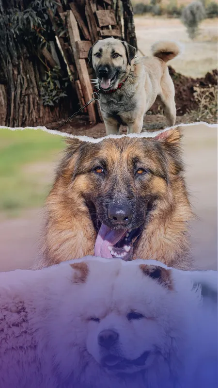 10 most agressive dog breeds
