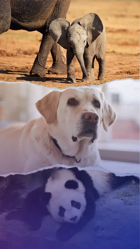 Most friendly wild animals in the world