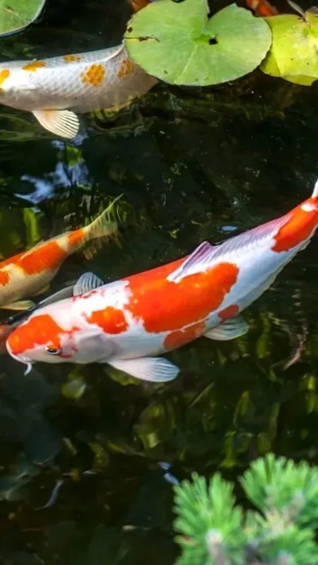 Top 10 Animals That Live The Longest