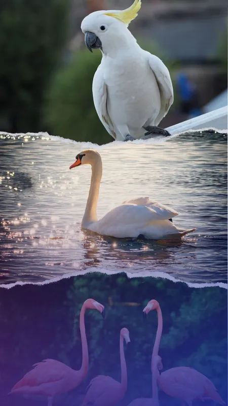 Longest living birds on earth