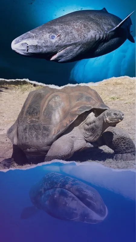 10 animals that live longer than humans