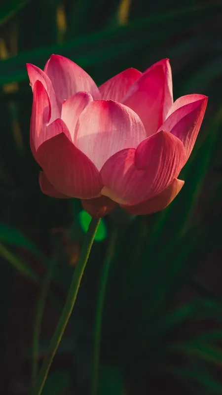 Top 10 most beautiful flowers in the world