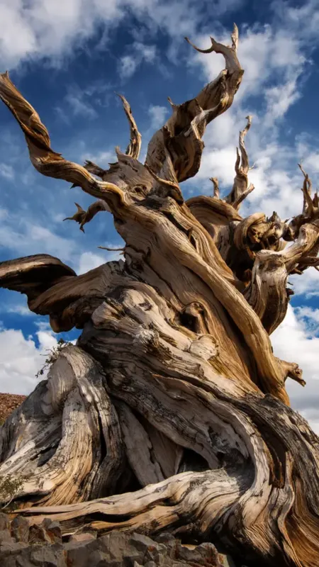 Top 10 Longest Living Trees