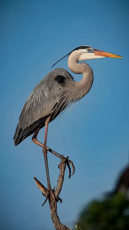 Most Beautiful Birds In The World