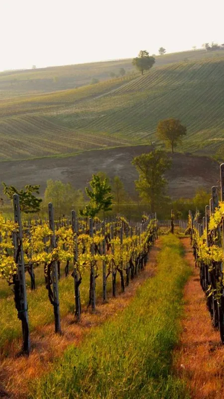 10 Charming Vineyards for Wine Tasting