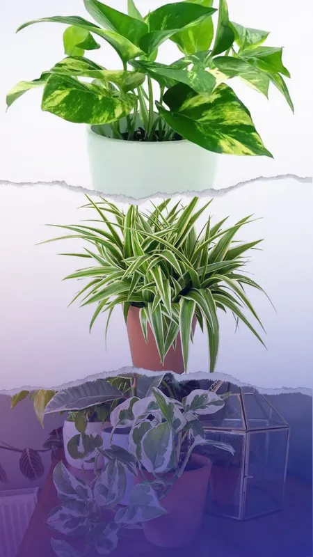 Top 10 indoor plants that produce the most oxygen 