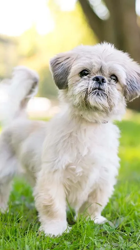 5 Low Maintenance Dog Breeds for Busy Owners