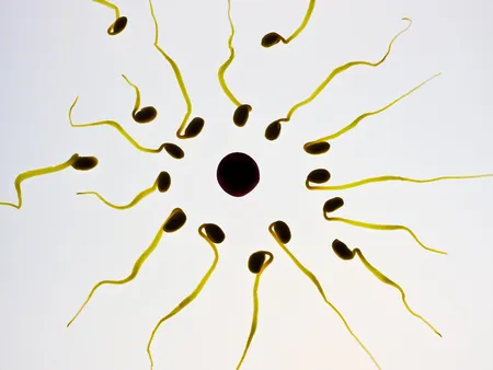 Sperm Count Tips 