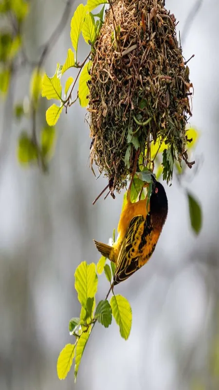bird nest