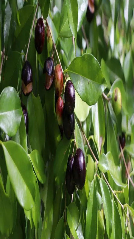 jamun tree leaves