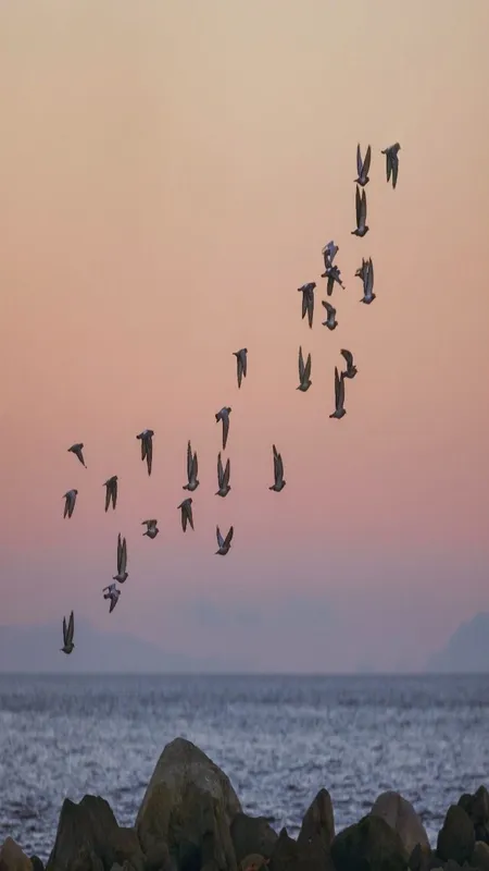 Birds Migration