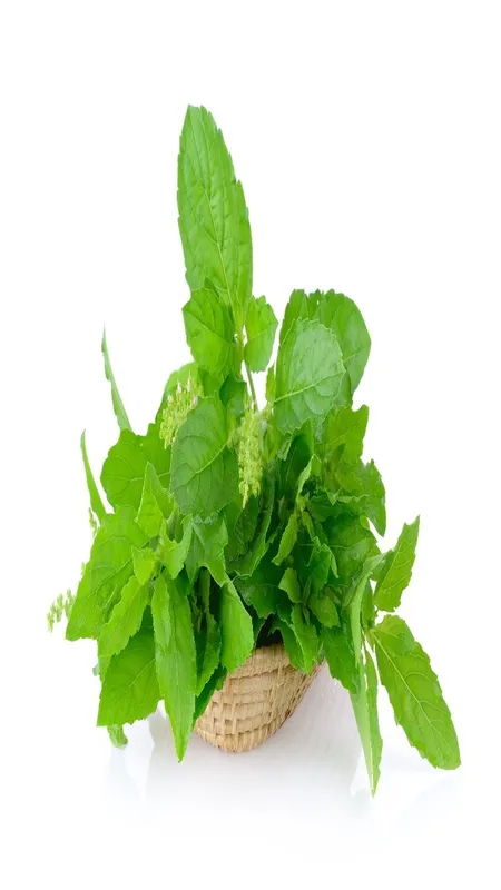 Tulsi face pack