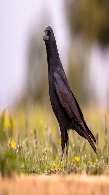 crow