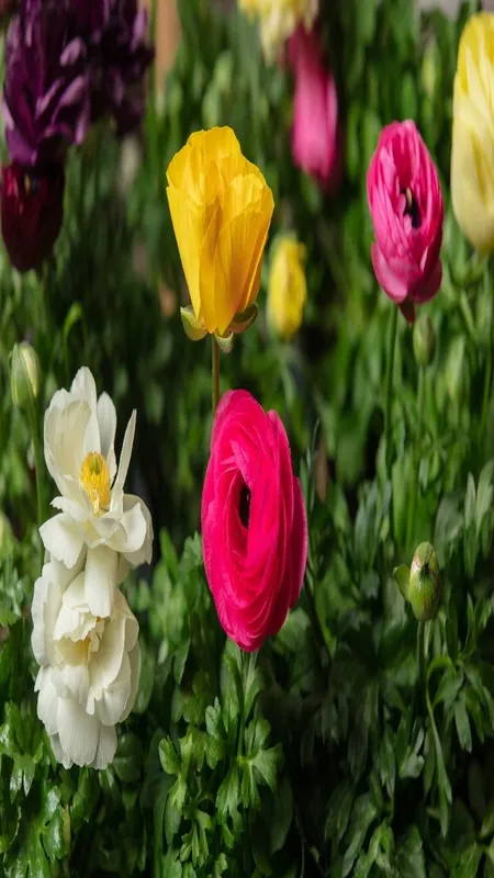 flowersplants5