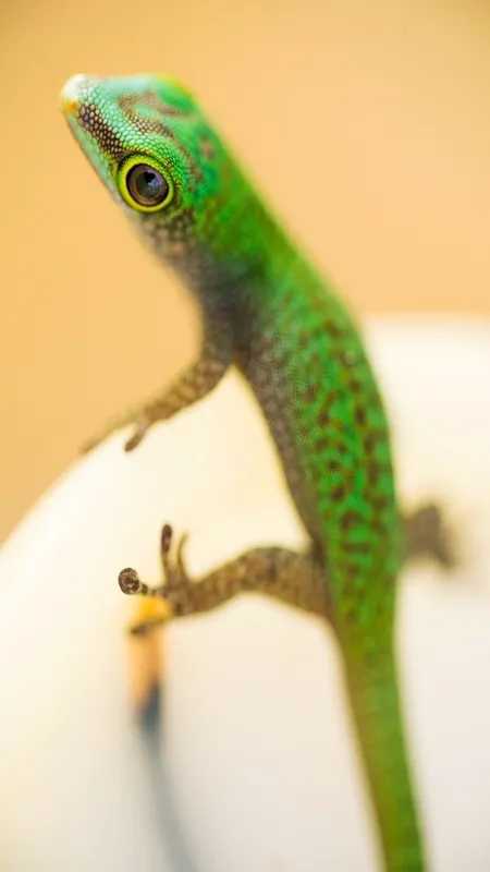 Lizards