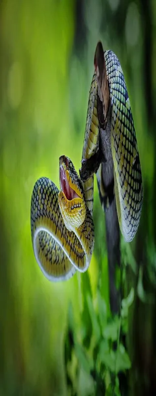 Snake Venom