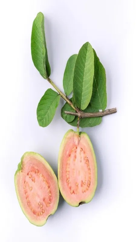 Guava Leaves