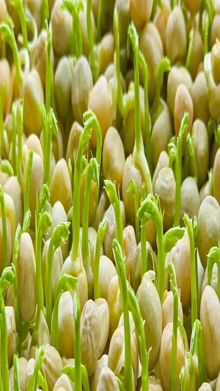 Sprouts