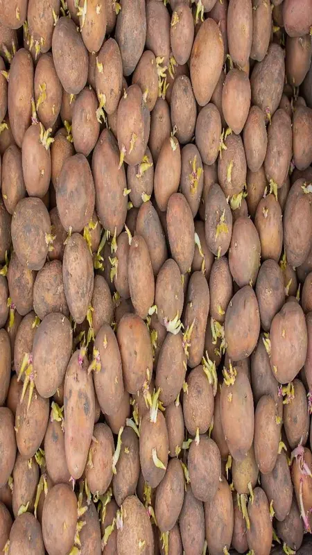 Sprouted potato