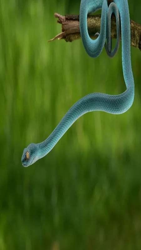 Snake
