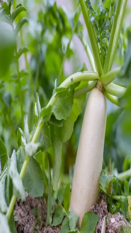 White Radish