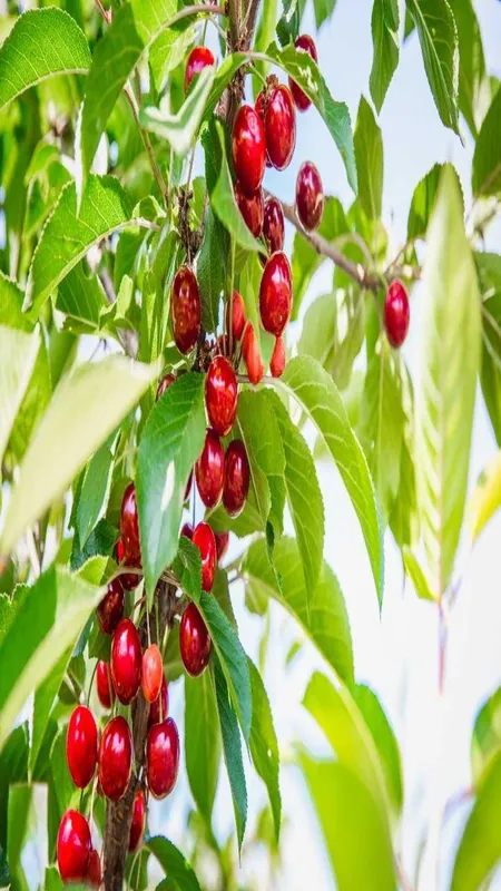 Cherry fruits