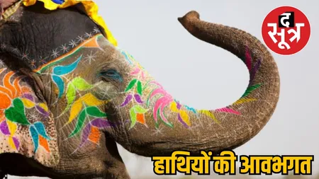mp elephant festival