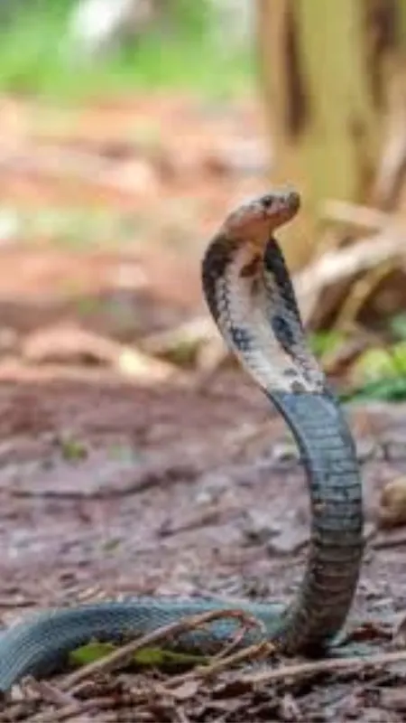 SNEK