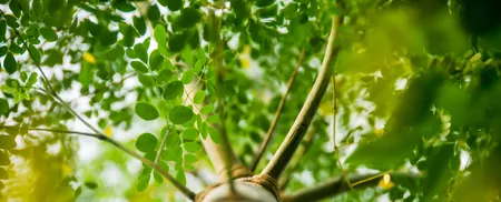 moringa