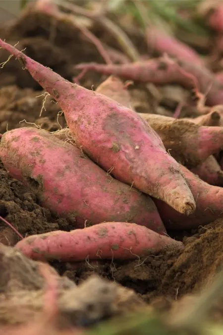 ज़रूरत की खबर क्यों है यह?